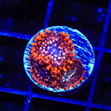 Utter Chaos Zoanthids Coral