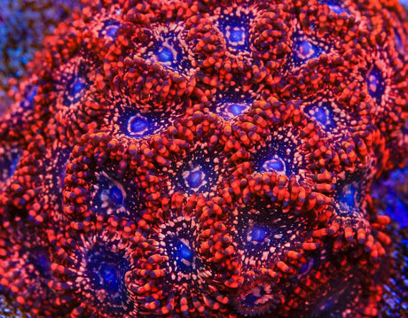 Utter Chaos Zoanthids Coral