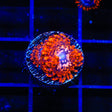 Utter Chaos Zoanthids Coral