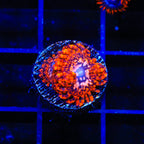 Utter Chaos Zoanthids Coral