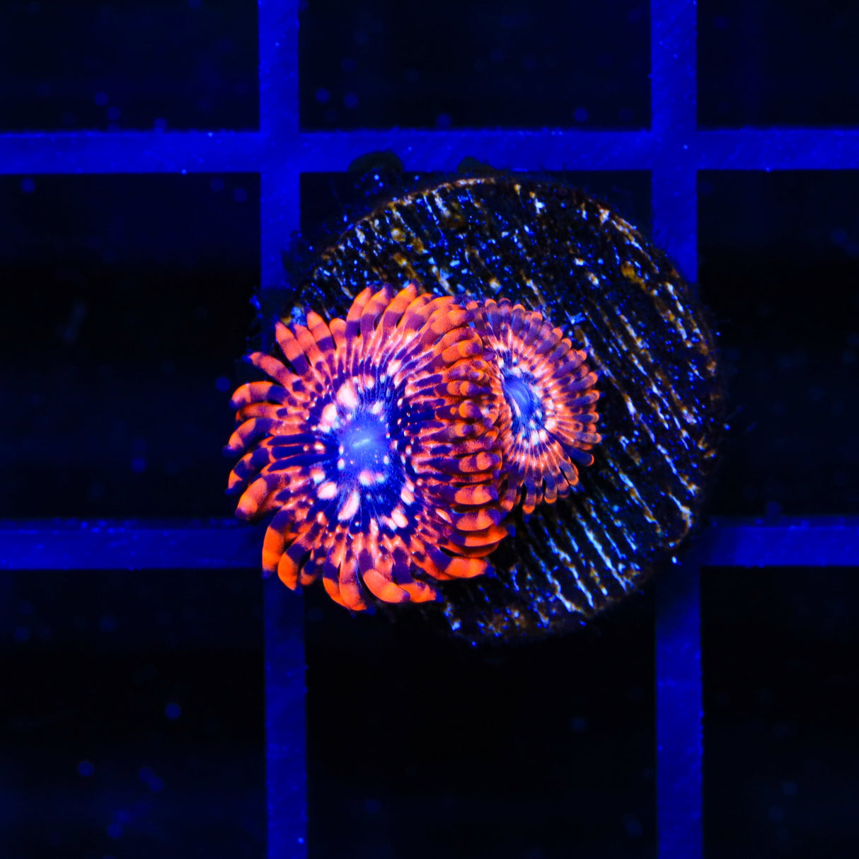 Utter Chaos Zoanthids Coral