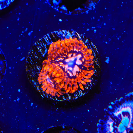 Utter Chaos Zoanthids Coral