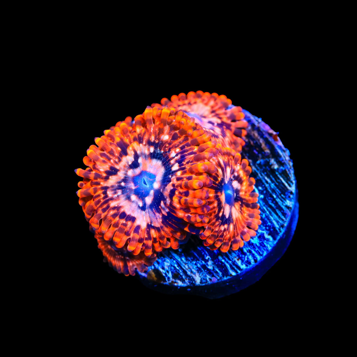 Utter Chaos Zoanthids Coral