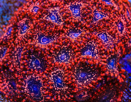 Utter Chaos Zoanthids Coral