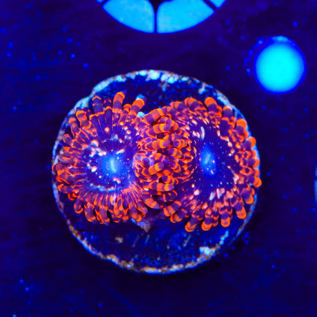 Utter Chaos Zoanthids Coral