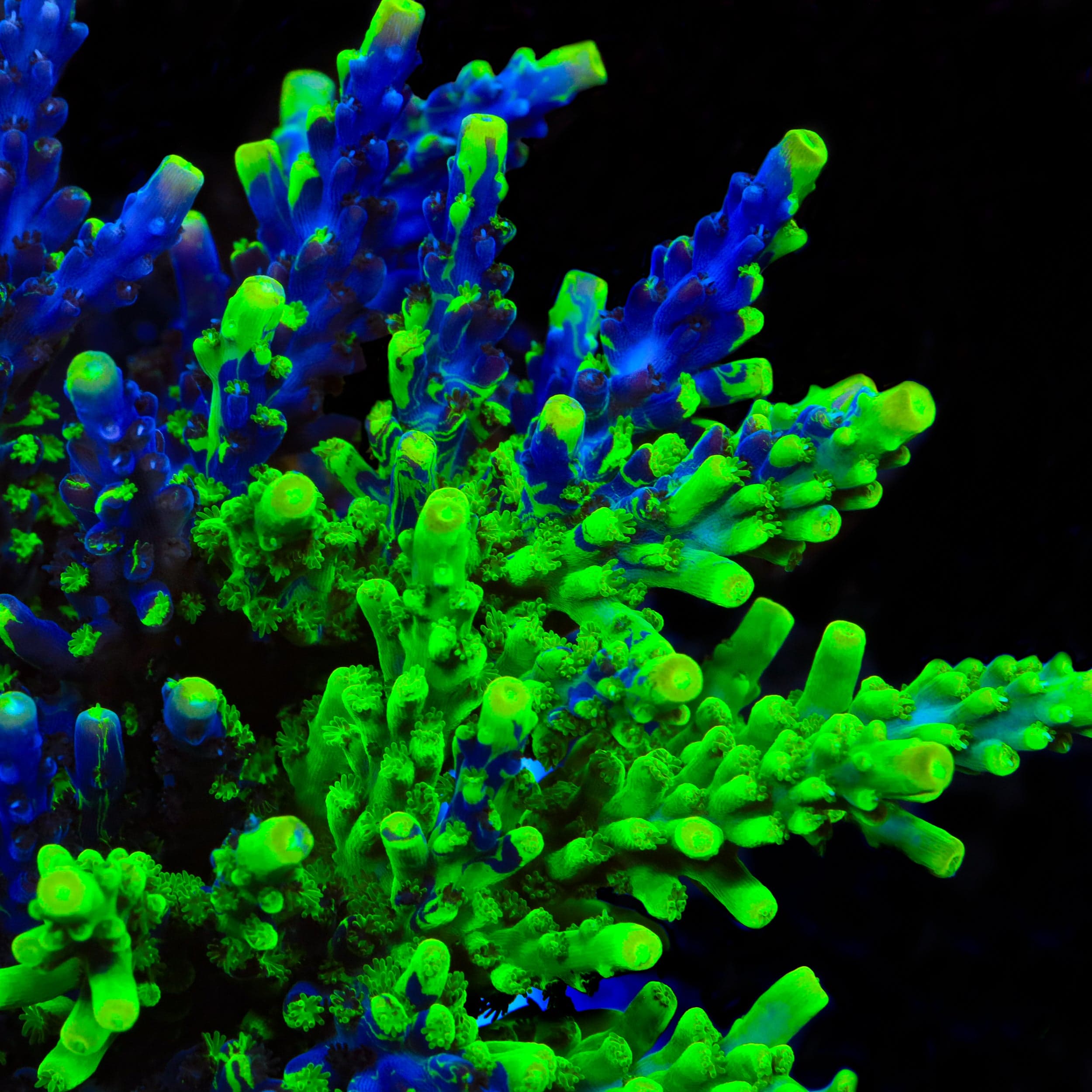 UW Oompa Loompa Splice Acropora Coral