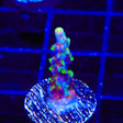 UW Oompa Loompa Splice Acropora Coral