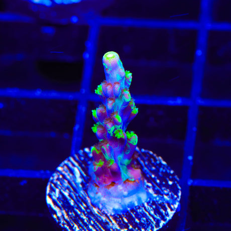 UW Oompa Loompa Splice Acropora Coral