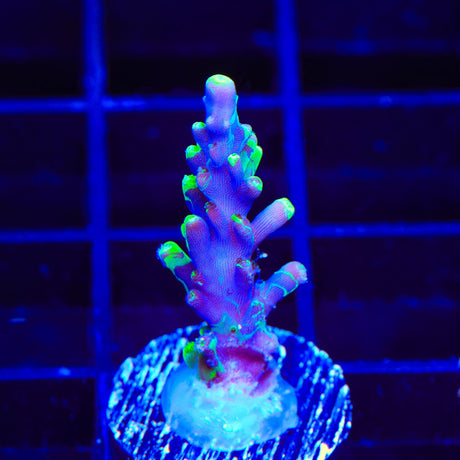 UW Oompa Loompa Splice Acropora Coral