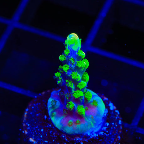 UW Oompa Loompa Splice Acropora Coral