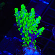 UW Oompa Loompa Splice Acropora XL Frag Coral
