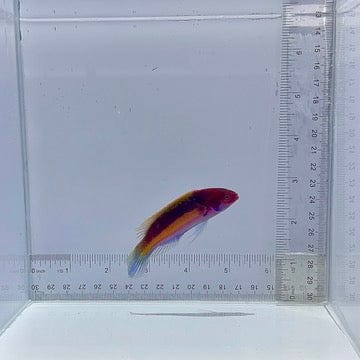 Velvet Fairy Wrasse Fish