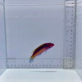 Velvet Fairy Wrasse Fish