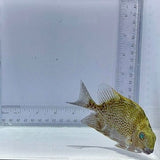 Vermiculated Rabbit Fish