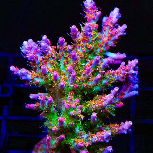 Vivid's Confetti Acropora Coral