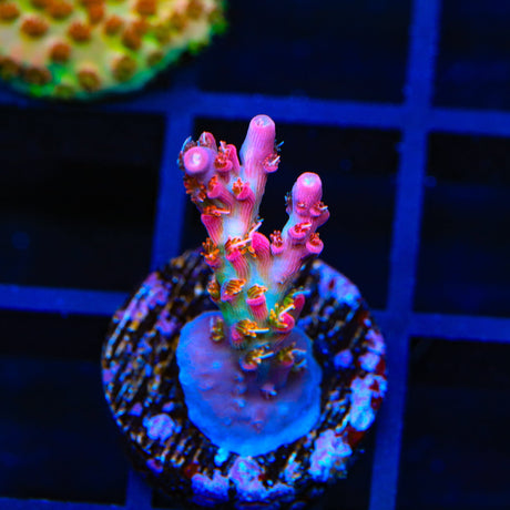 Vivid's Confetti Acropora Coral