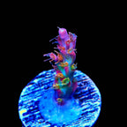 Vivid's Confetti Acropora Coral
