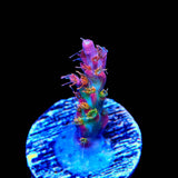 Vivid's Confetti Acropora Coral