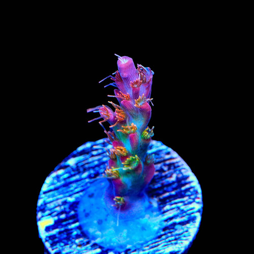 Vivid's Confetti Acropora Coral