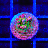 Vivid's Confetti Acropora Coral
