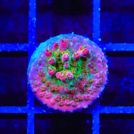 Vivid's Confetti Acropora Coral