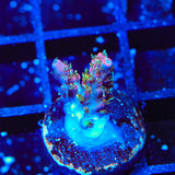 Vivid's Confetti Acropora Coral