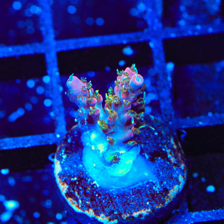 Vivid's Confetti Acropora Coral