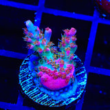 Vivid's Confetti Acropora Coral