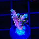 Vivid's Confetti Acropora Coral