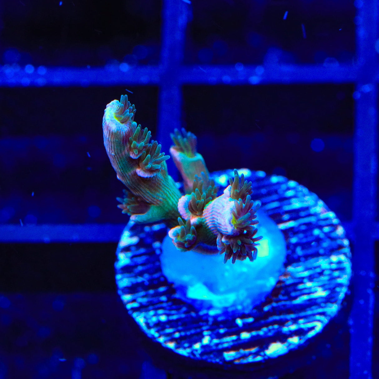 Vivids Insanity Acropora Coral