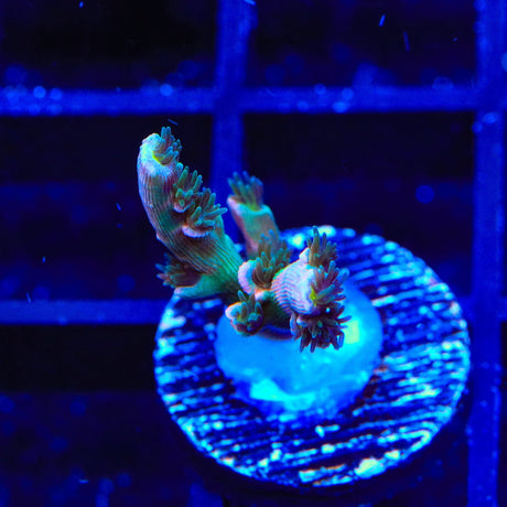 Vivids Insanity Acropora Coral