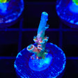 Vivids Insanity Acropora Coral