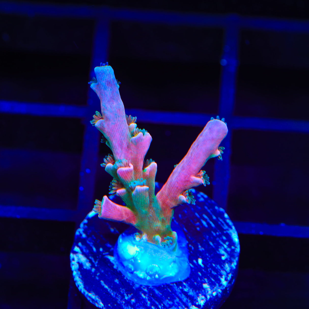 Vivids Insanity Acropora Coral