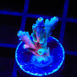 Vivids Insanity Acropora Coral