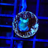 Vivids Insanity Acropora Coral - Oops Frag