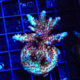 Vivids Rainbow Delight Acropora Colony Coral