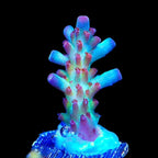 Vivids Rainbow Delight Acropora Coral