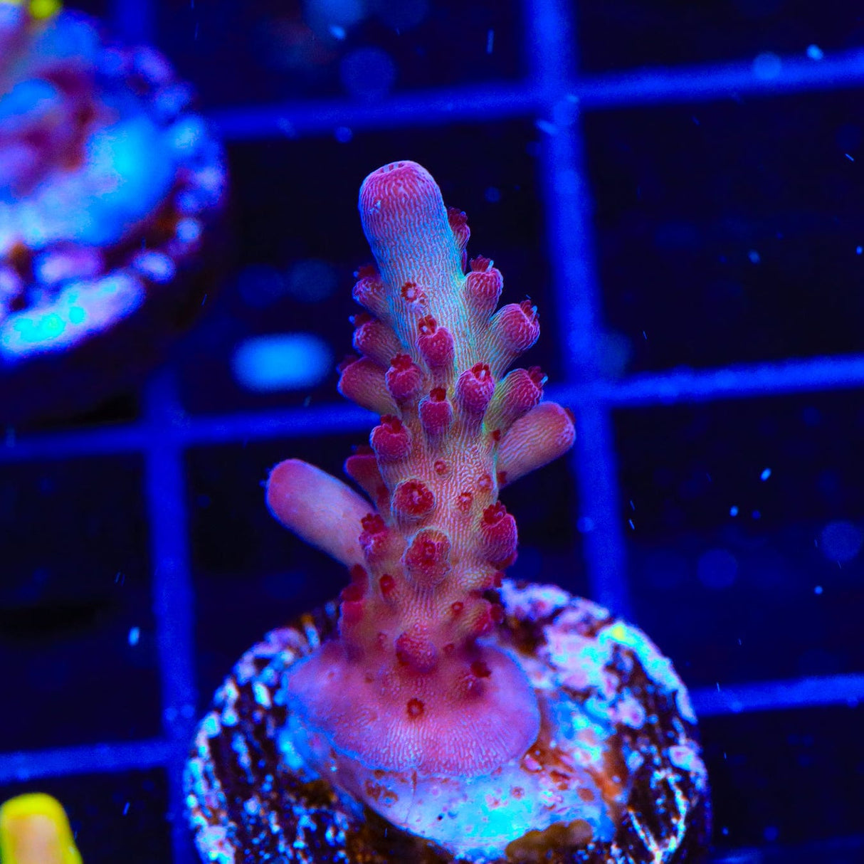 Vivids Rainbow Delight Acropora Coral