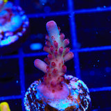 Vivids Rainbow Delight Acropora Coral