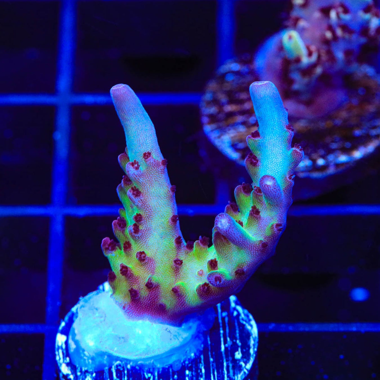 Vivids Rainbow Delight Acropora Coral