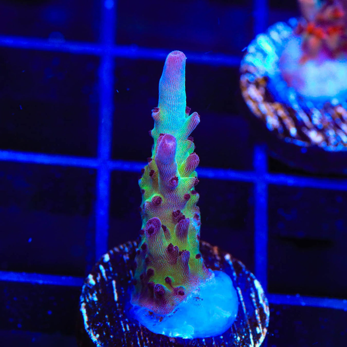 Vivids Rainbow Delight Acropora Coral