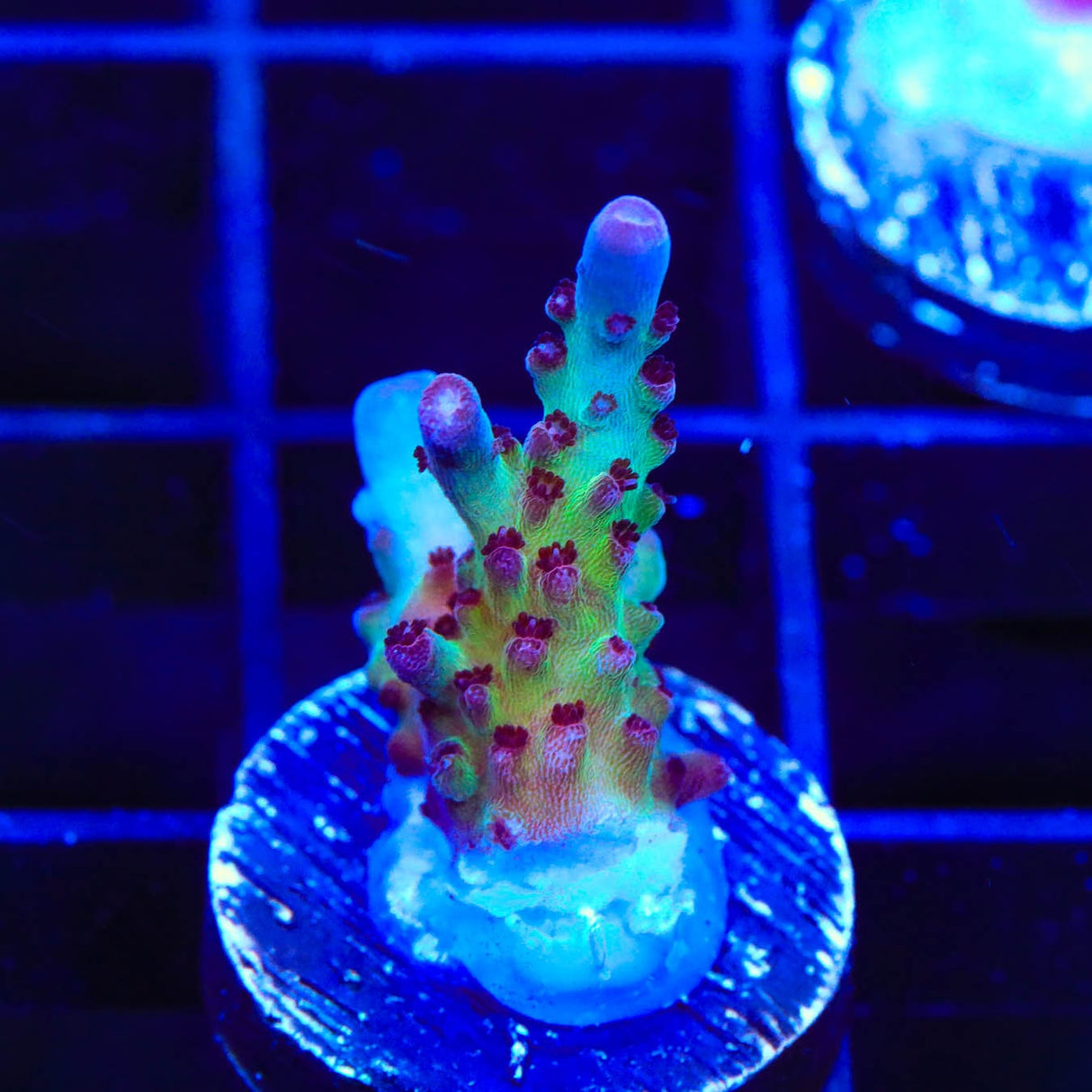Vivids Rainbow Delight Acropora Coral