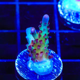 Vivids Rainbow Delight Acropora Coral