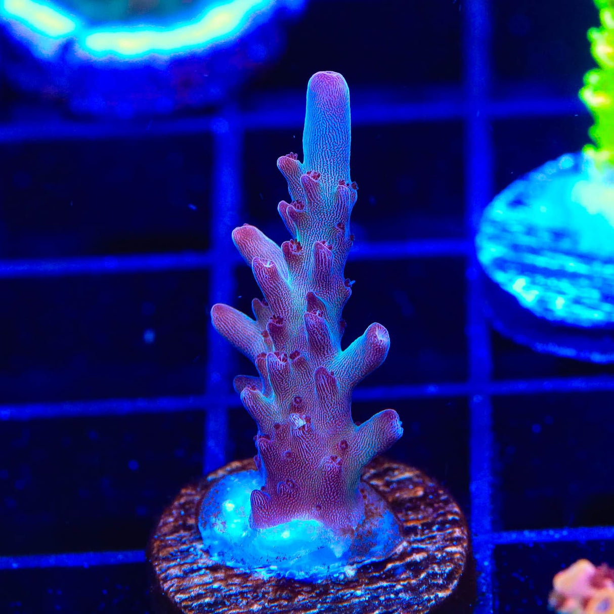 Vivids Rainbow Delight Acropora Coral