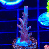 Vivids Rainbow Delight Acropora Coral
