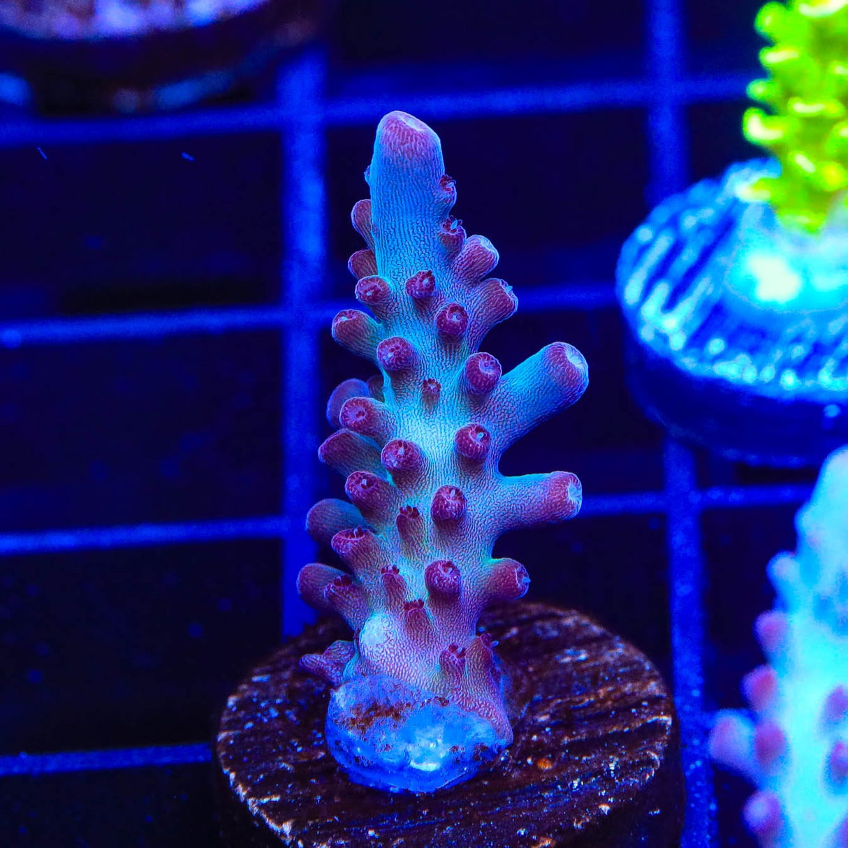 Vivids Rainbow Delight Acropora Coral