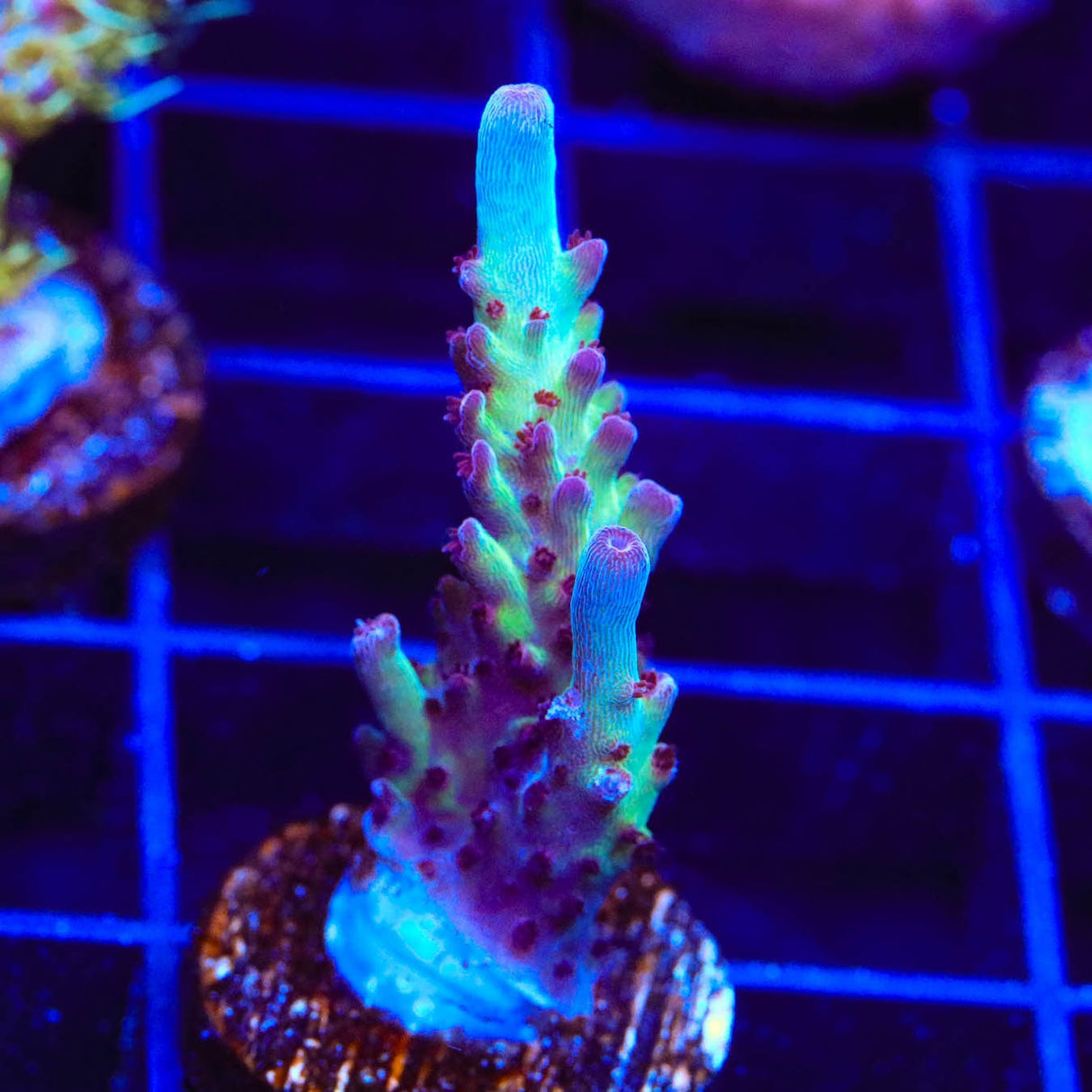 Vivids Rainbow Delight Acropora Coral