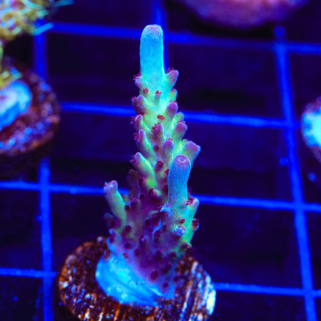 Vivids Rainbow Delight Acropora Coral
