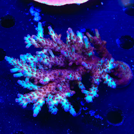 Vivids Rainbow Delight Acropora Coral