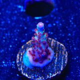 Vivids Rainbow Delight Acropora Coral